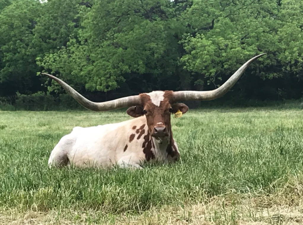 Featured Texas Longhorn cow